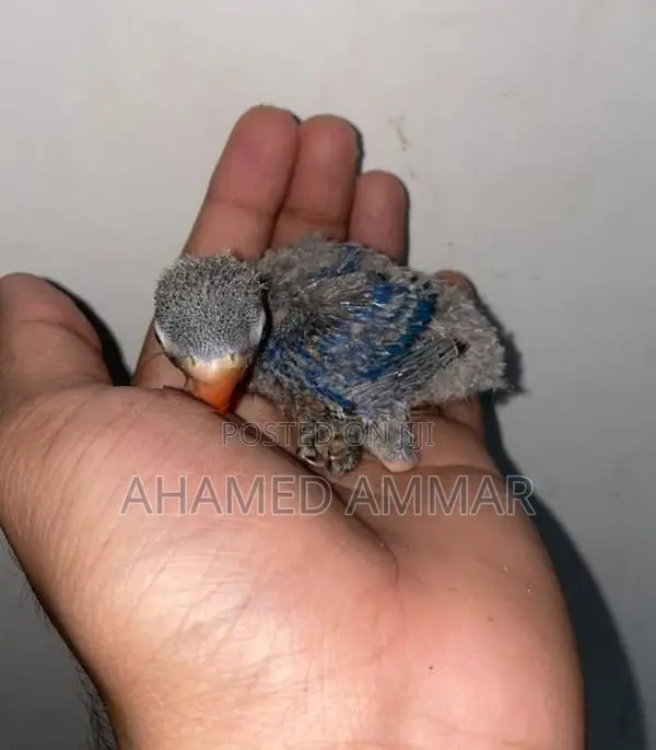 African Love Bird