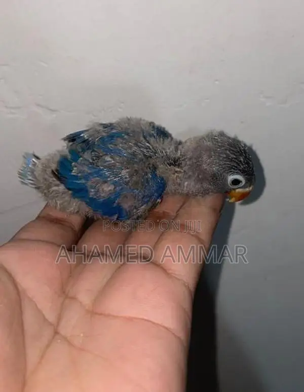 African Love Bird