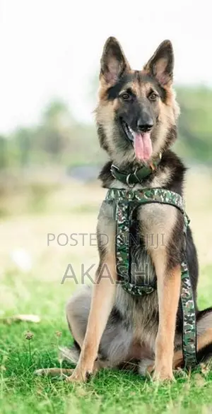 German Shepherd Female Dog