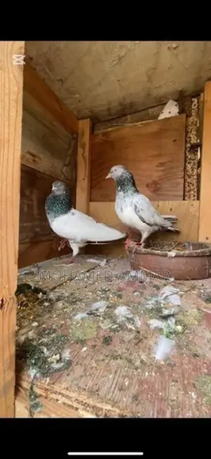 Golden Pair