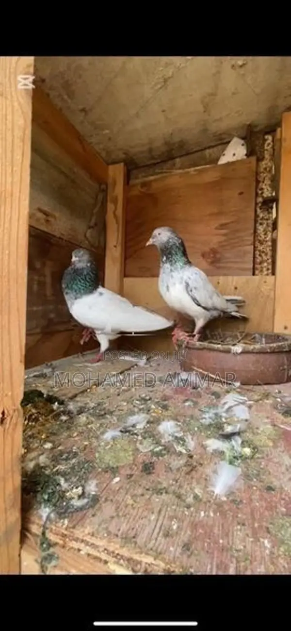 Golden Pair