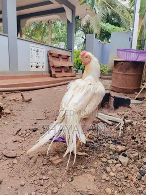 கிளி மூக்கு சேவல்
