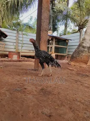 கிளி மூக்கு சேவல்