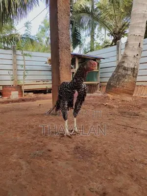 கிளி மூக்கு சேவல்