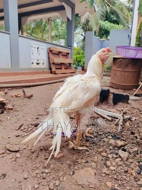 கிளி மூக்கு சேவல்