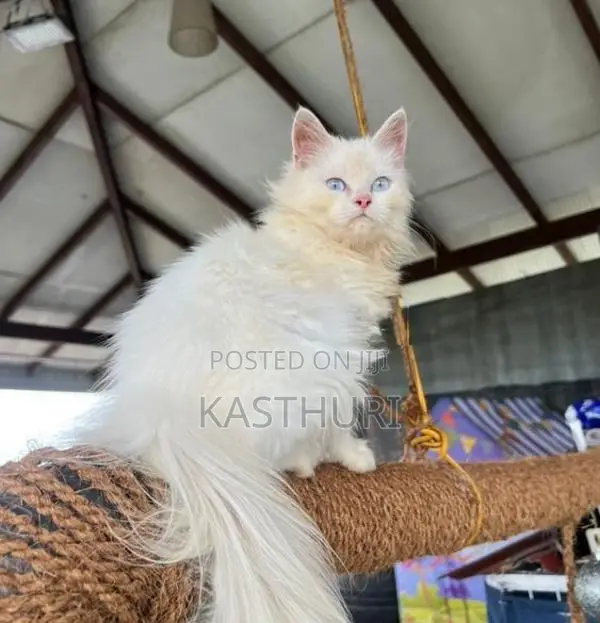 Pure White Persian Cat