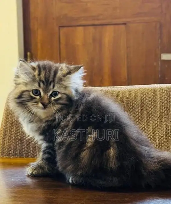 Pure Persian Kitten