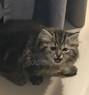 Pure Persian Kitten