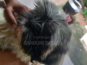 Shitzu Puppy