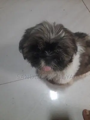 Shitzu Puppy