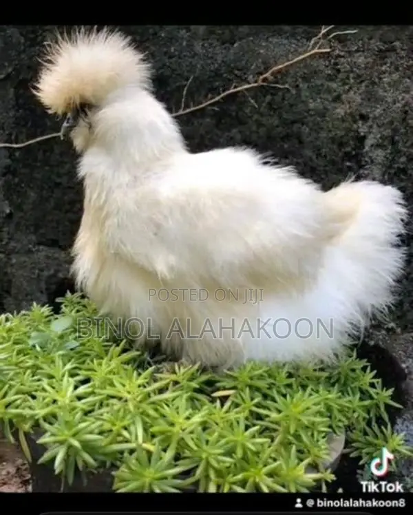 Silki Chickens - Poultry