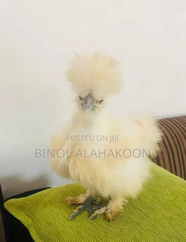 Silki Chickens - Poultry