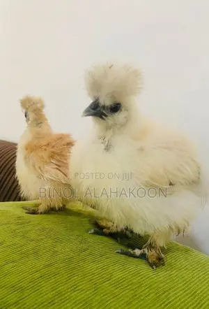 Silki Chickens - Poultry