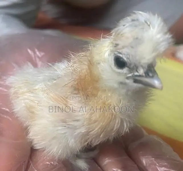 Silki Chickens - Poultry