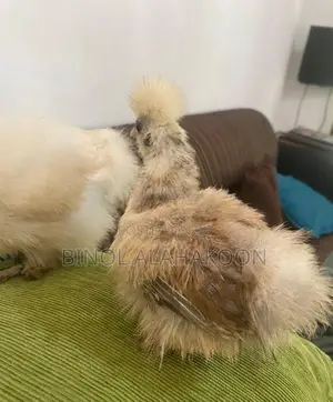 Silki Chickens - Poultry