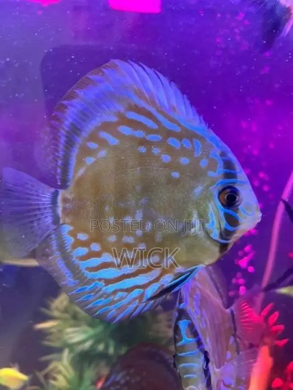 Discus 12 Cm Pair
