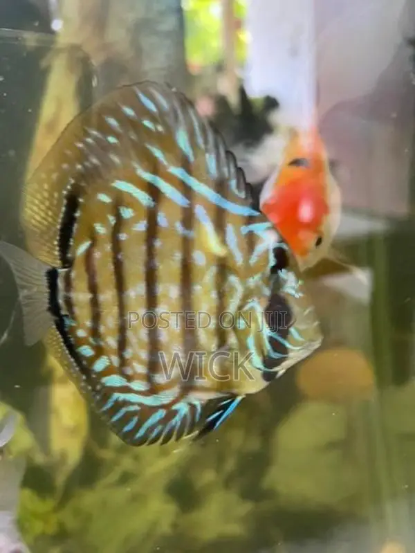 Discus 12 Cm Pair