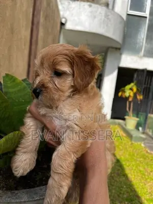 Toy Poodle
