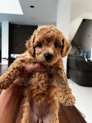 Toy Poodle