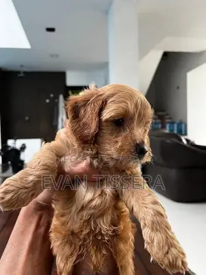 Toy Poodle