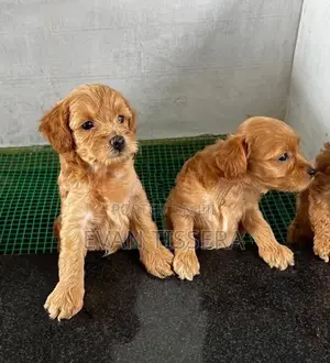 Toy Poodle
