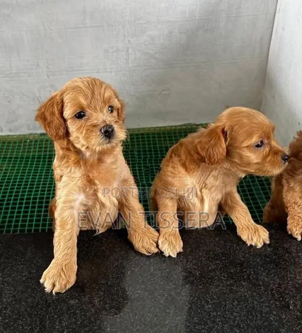 Toy Poodle