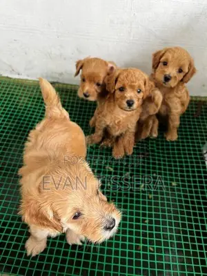 Toy Poodle