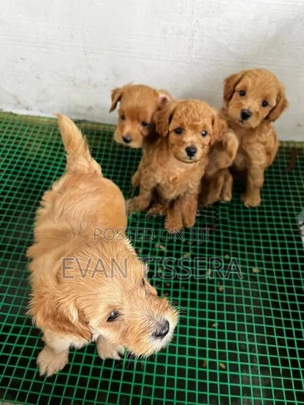 Toy Poodle