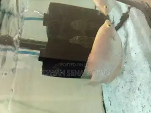 Giant Gurami Fish Baby.