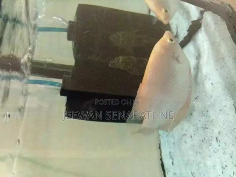 Giant Gurami Fish Baby.