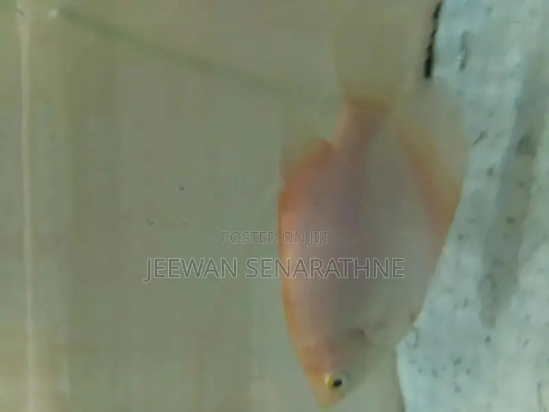 Giant Gurami Fish Baby.