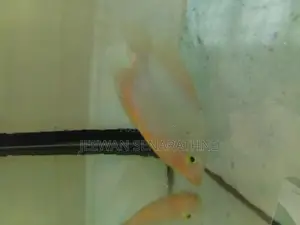 Giant Gurami Fish Baby.