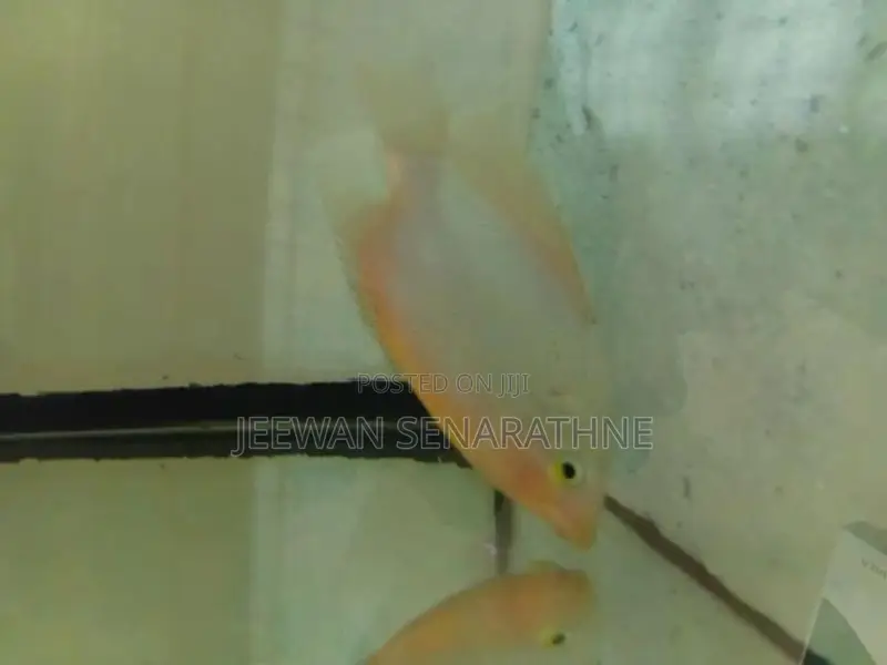 Giant Gurami Fish Baby.