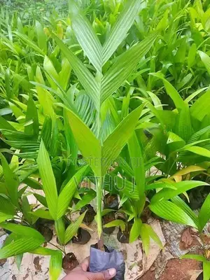 கமுகு
