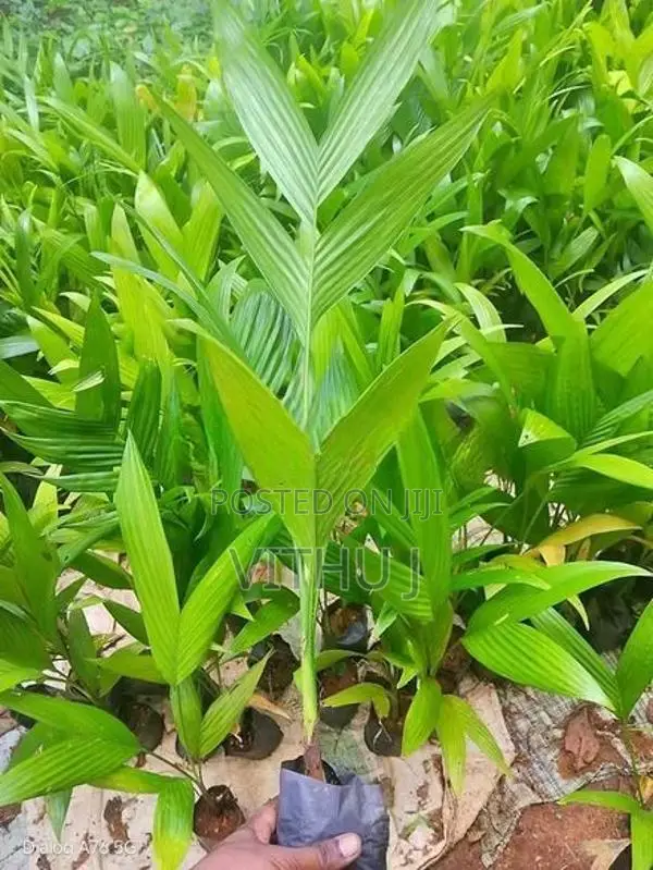 கமுகு