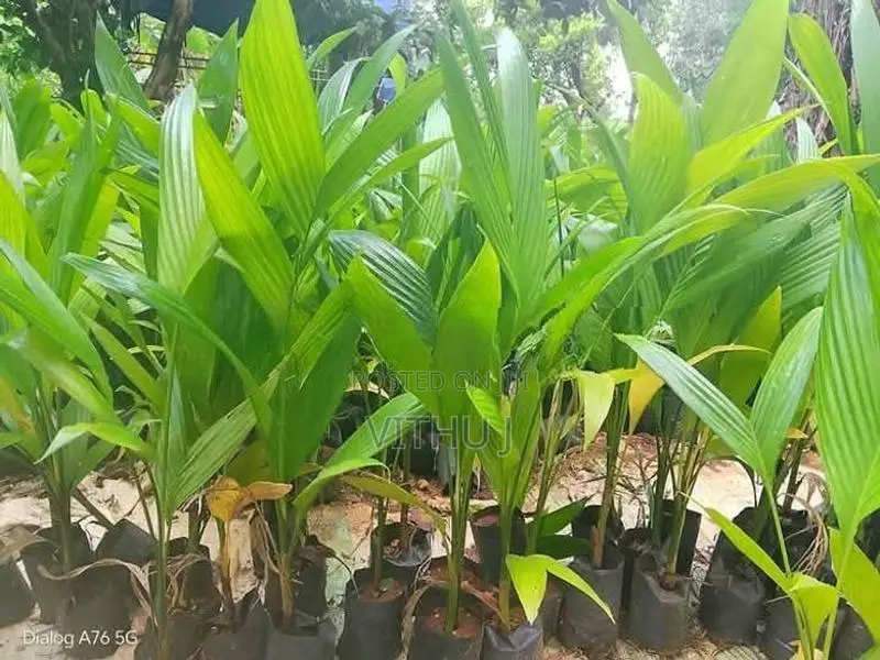 கமுகு