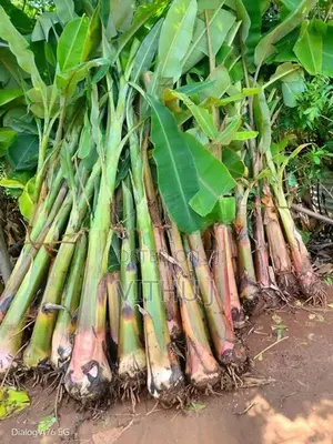 வாழை மரம்