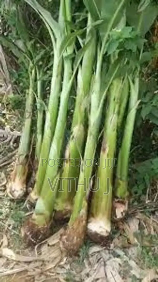 வாழை மரம்
