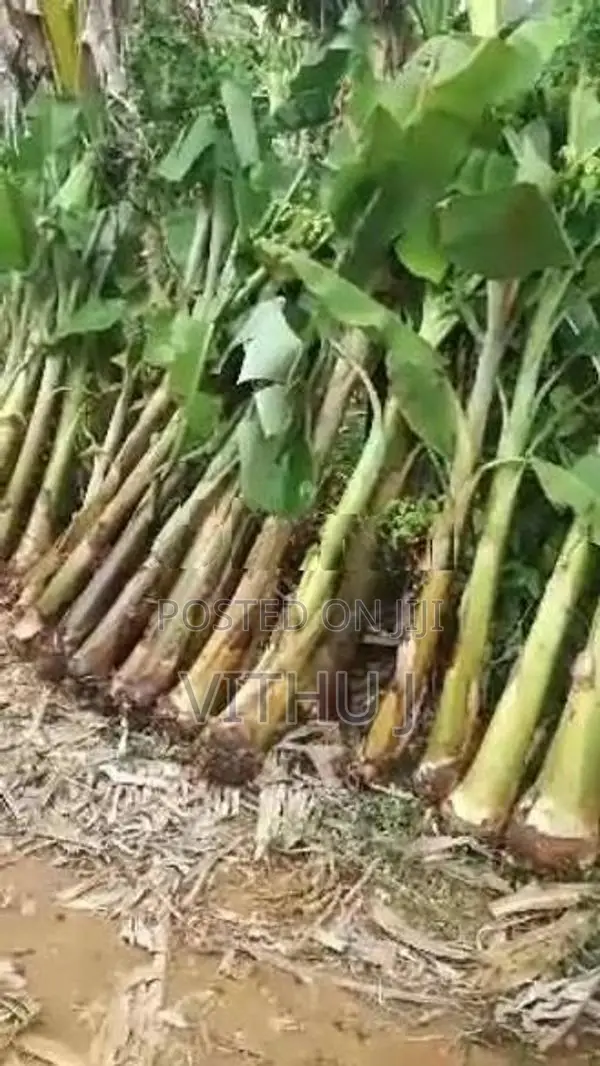 வாழை மரம்