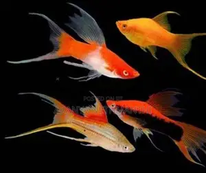 Lyretail Swordtail Fishes