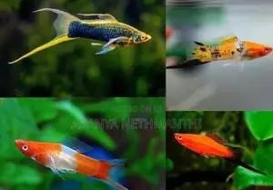 Lyretail Swordtail Fishes