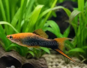 Lyretail Swordtail Fishes
