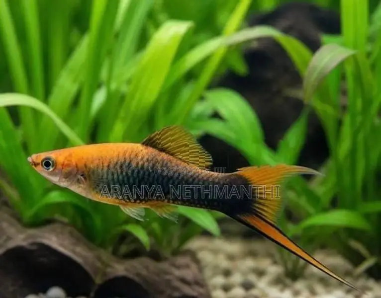 Lyretail Swordtail Fishes