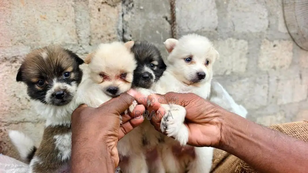 Pomeranian Dog