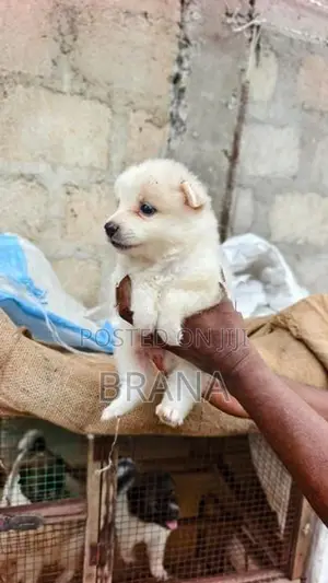 Pomeranian Dog