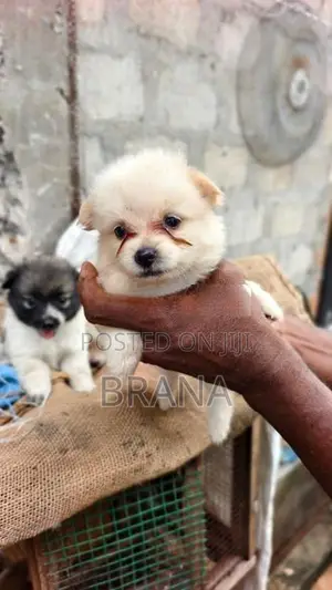 Pomeranian Dog