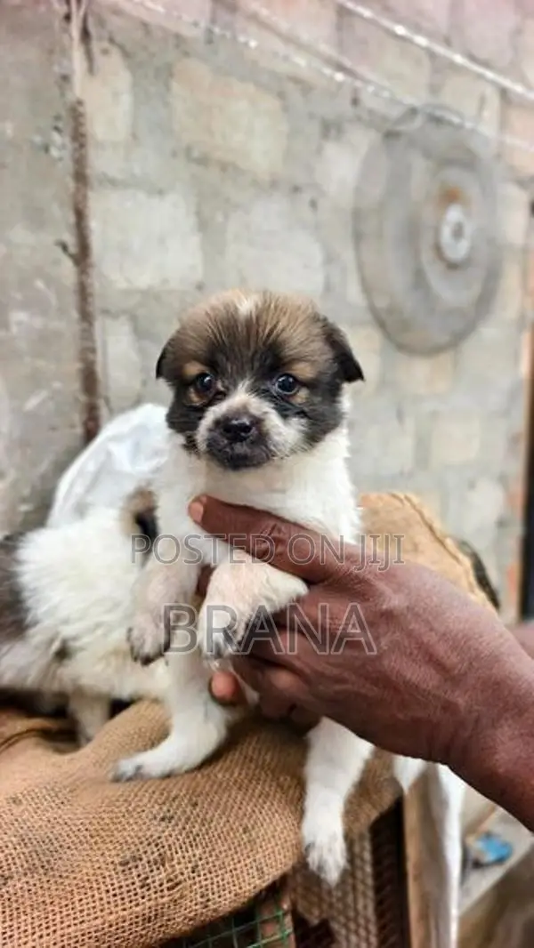 Pomeranian Dog