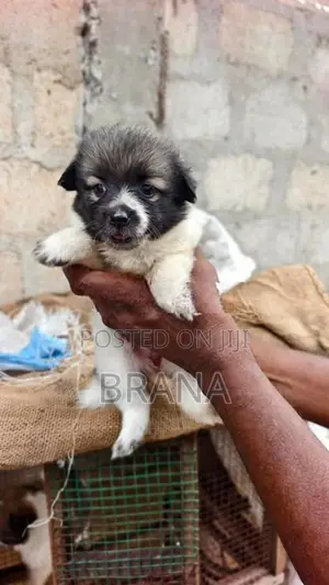 Pomeranian Dog