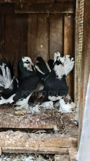 Pigeon/ Pura