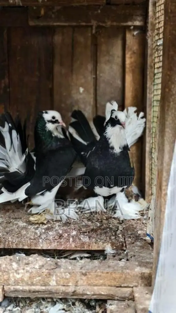 Pigeon/ Pura